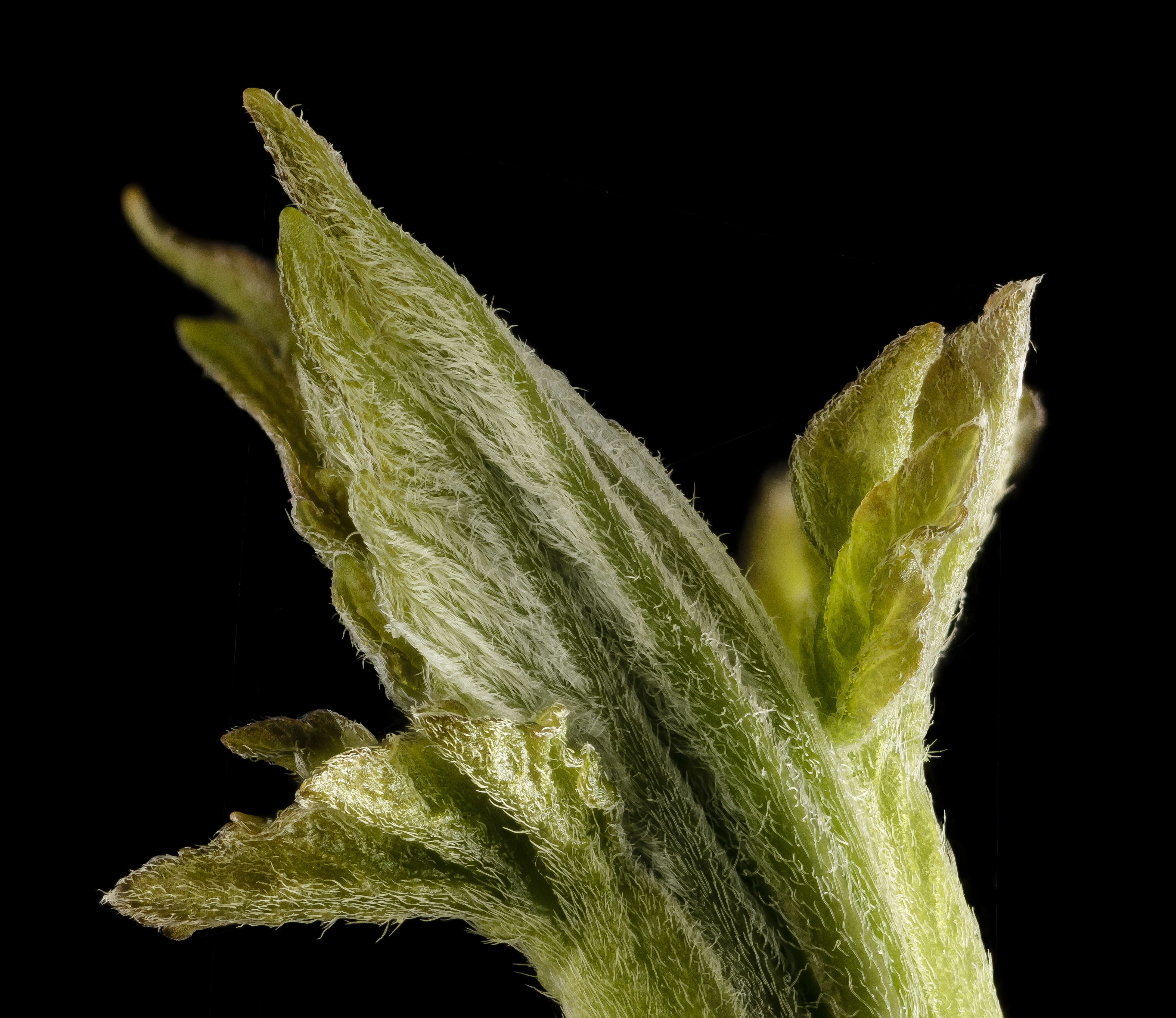 Image of Box Elder