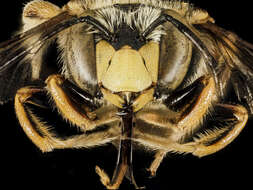 Imagem de Anthidium loti Perris 1852