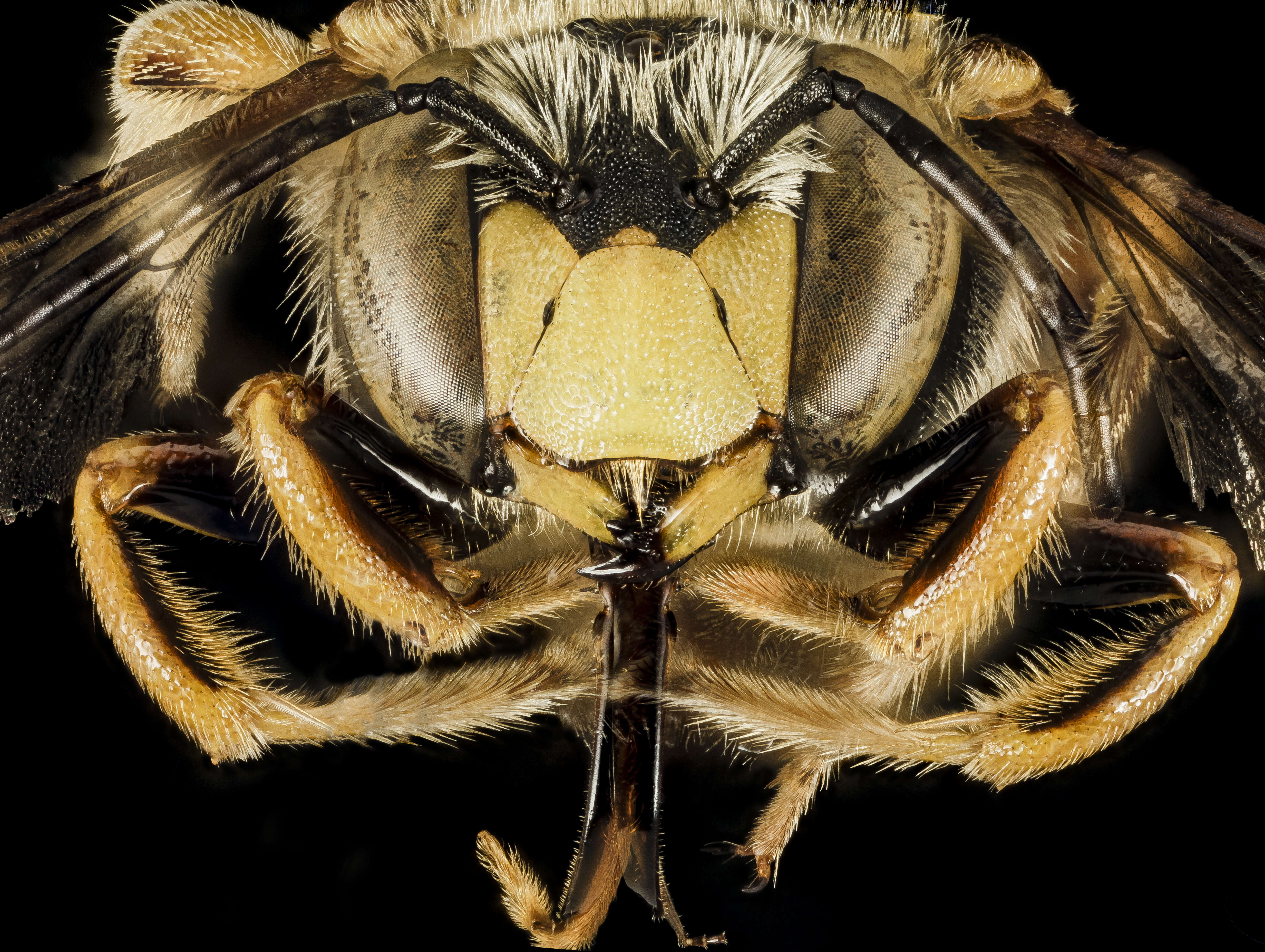 Image de Anthidium loti Perris 1852