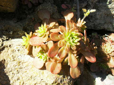 صورة Sedum cepaea L.