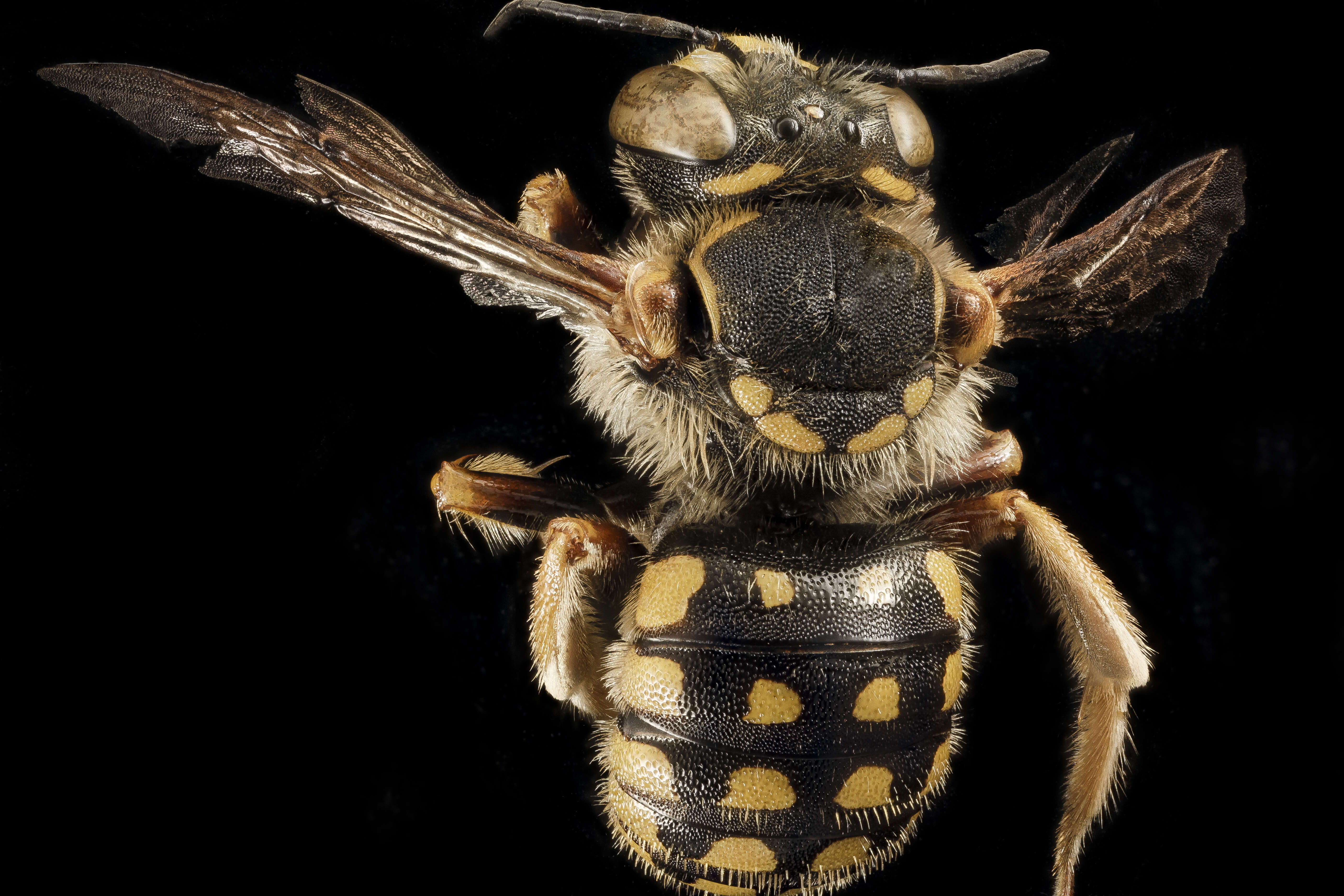 Image de Anthidium loti Perris 1852