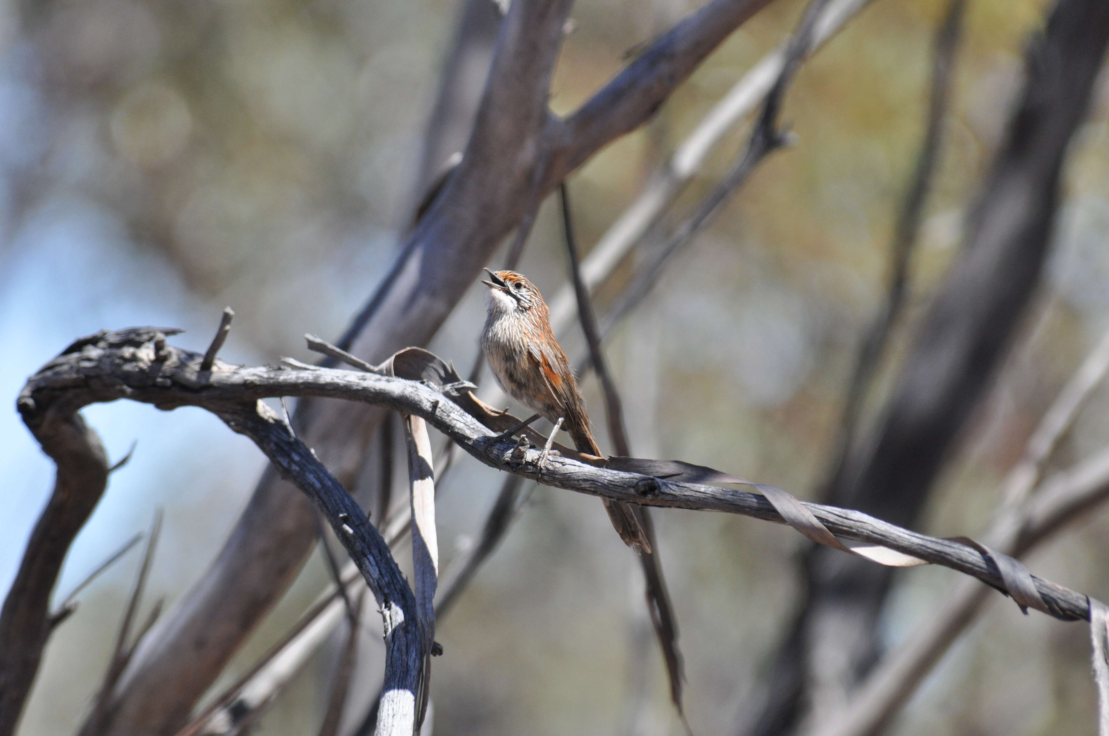 Image of Striated Grasswren