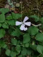 Слика од Petrocoptis pyrenaica (J. P. Bergeret) Walp.