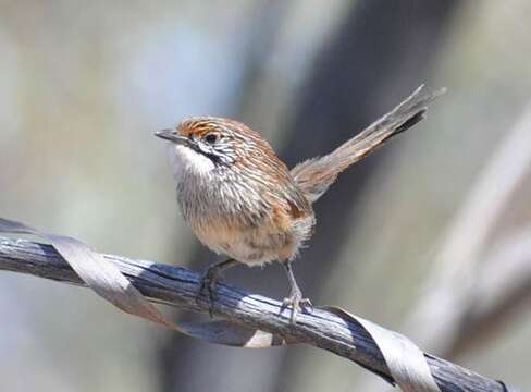 Image of Striated Grasswren