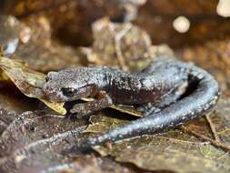 Image of Bolitoglossa synoria McCranie & Köhler 1999