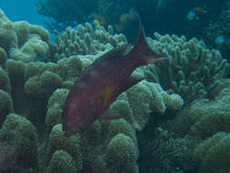 Image of Lunar-tailed Grouper