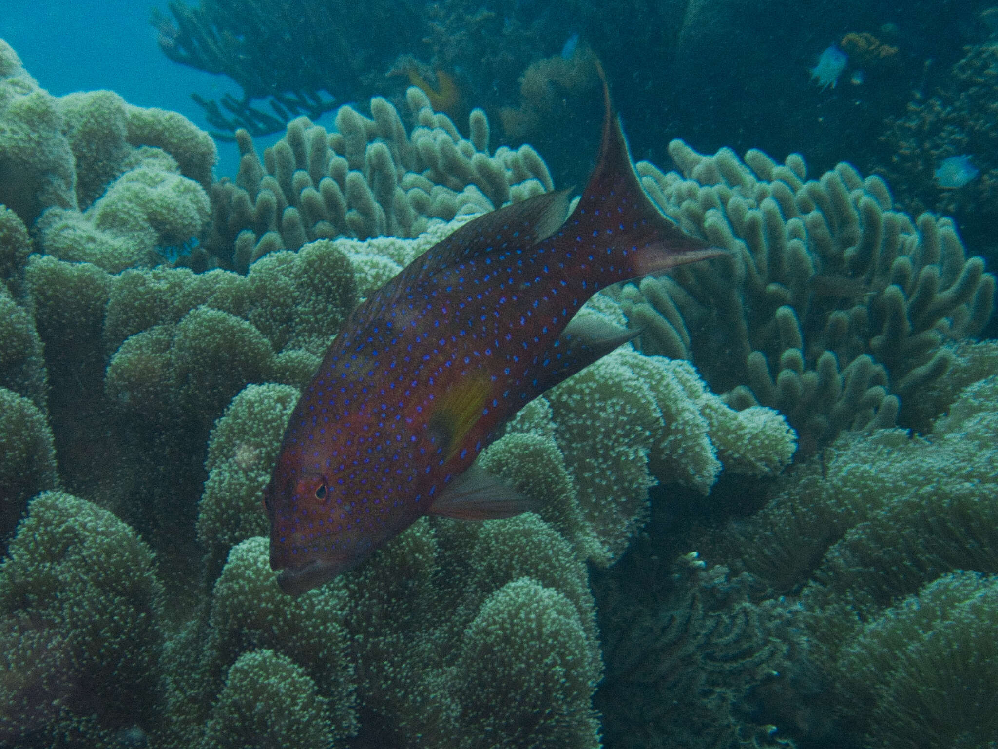 Image of Lunar-tailed Grouper
