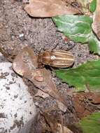 Image of Polyphylla occidentalis (Linnaeus 1767)