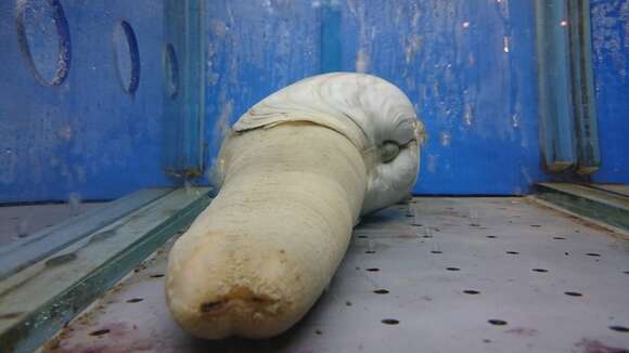 Image of Pacific Geoduck