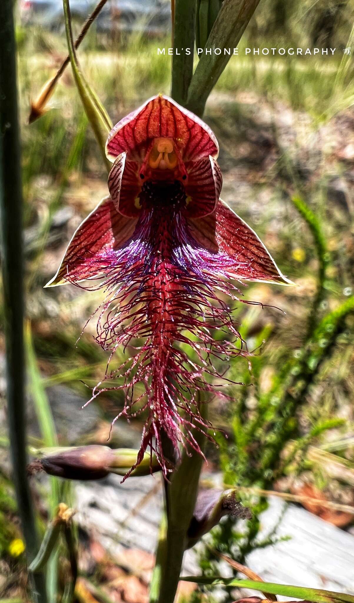 Calochilus therophilus D. L. Jones的圖片