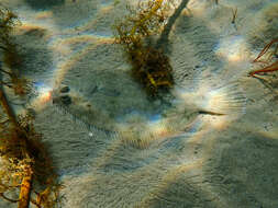 Image of Greenback flounder