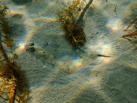 Image of Greenback flounder