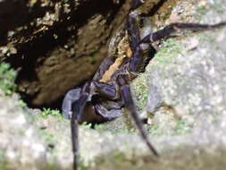 Image of Dolomedes briangreenei Raven & Hebron 2018