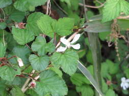 Image of Rubus microphyllus L. fil.