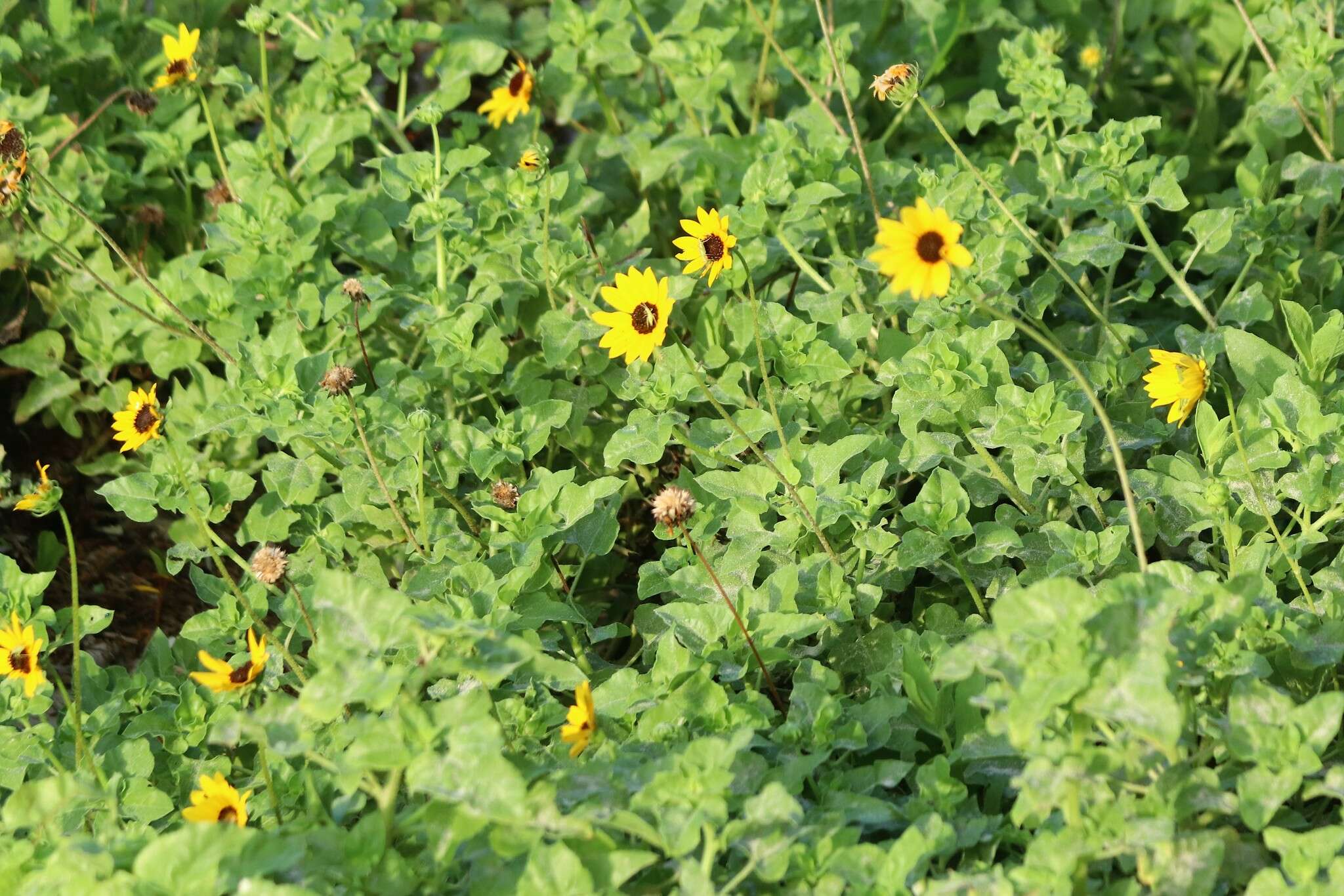 Image of cucumberleaf sunflower