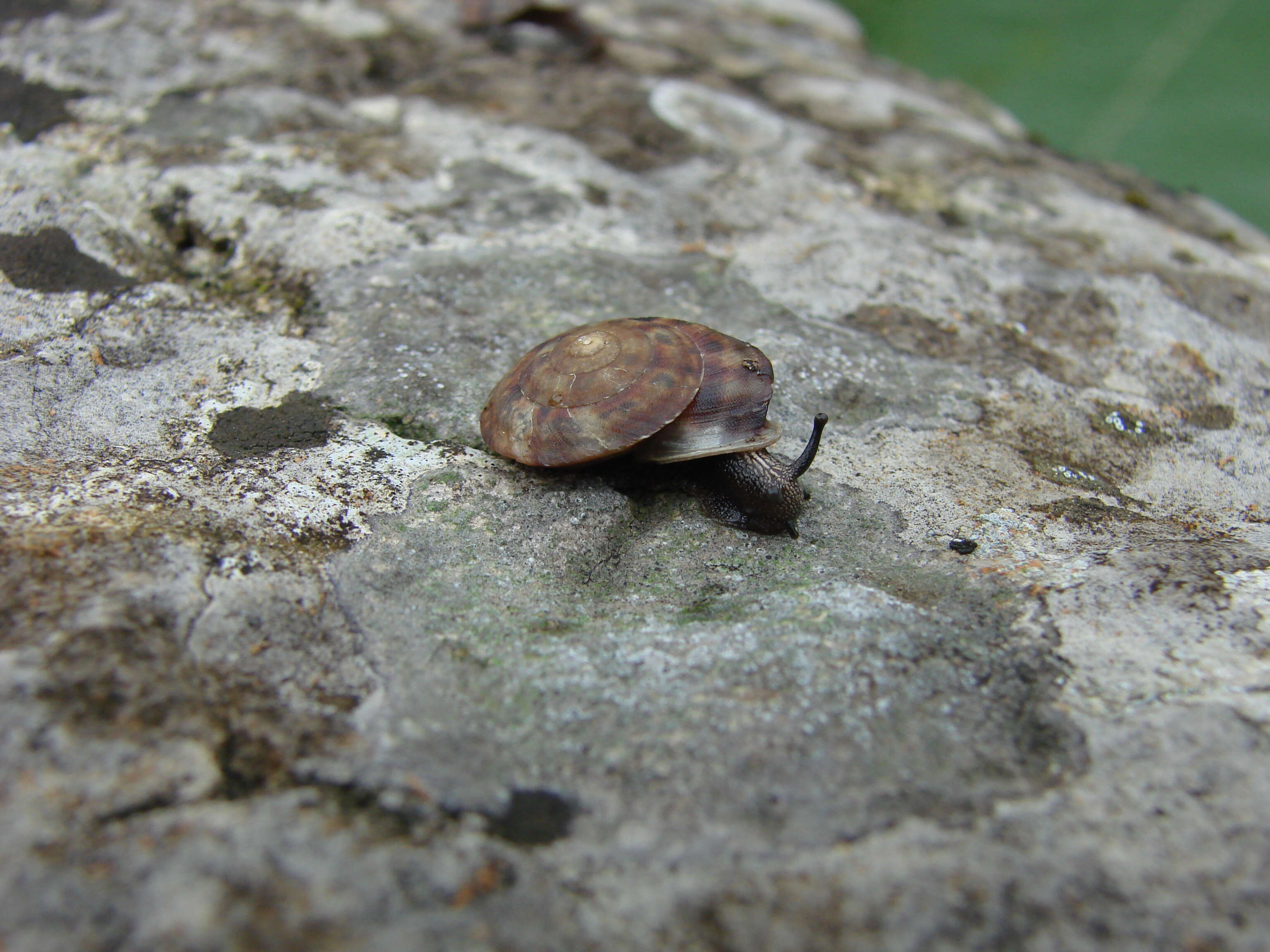 Image of Lapidary Snail