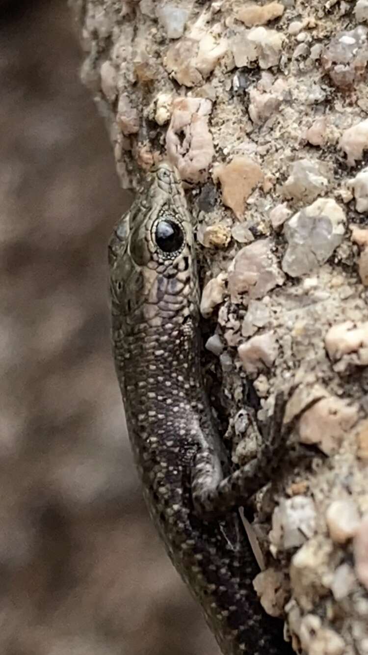 Image of Coastal snake-eyed skink