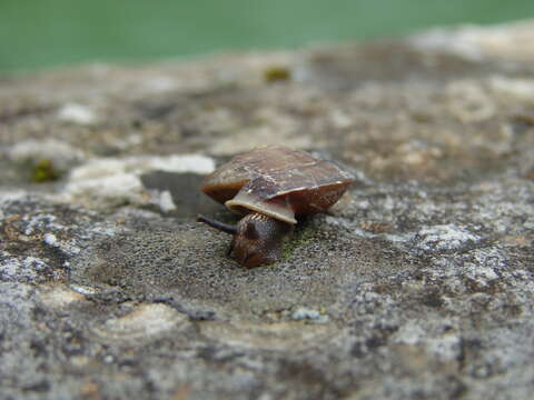 Image of Lapidary Snail