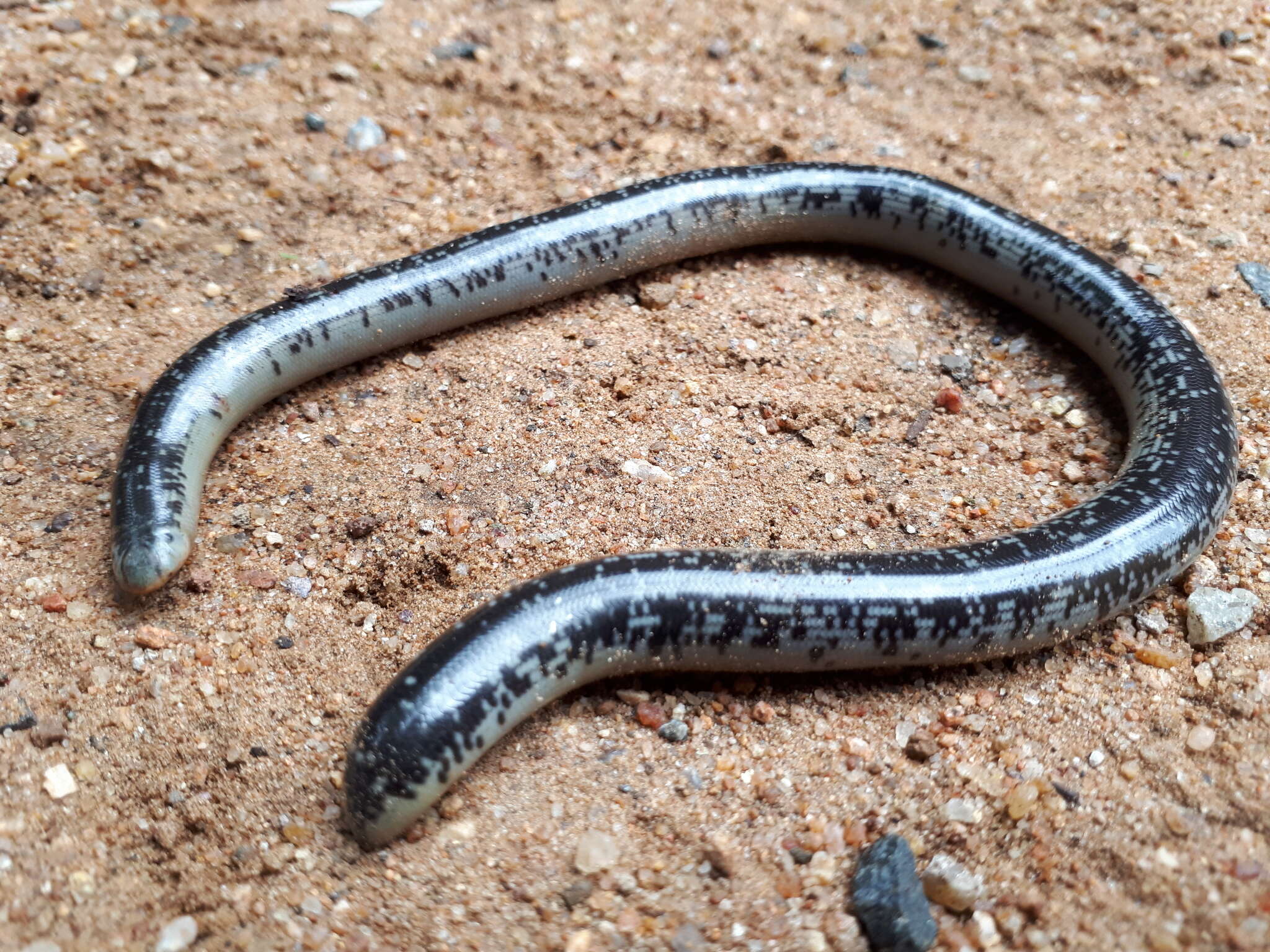 Image of Afrotyphlops Broadley & Wallach 2009