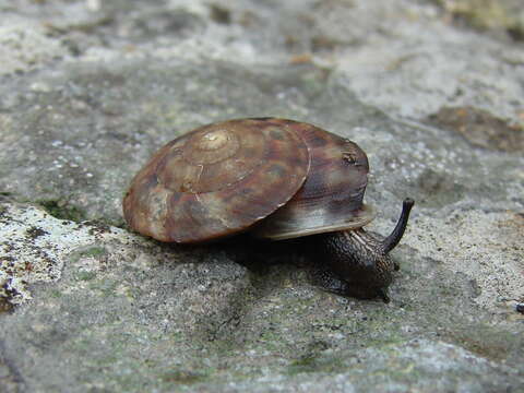 Image of Lapidary Snail