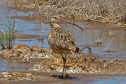 Image of Long-billed Curlew