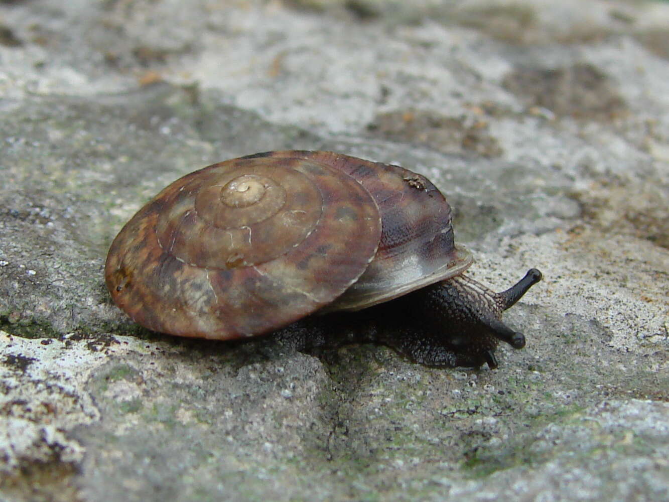 Image of Lapidary Snail