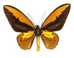 Plancia ëd Ornithoptera croesus Wallace 1859