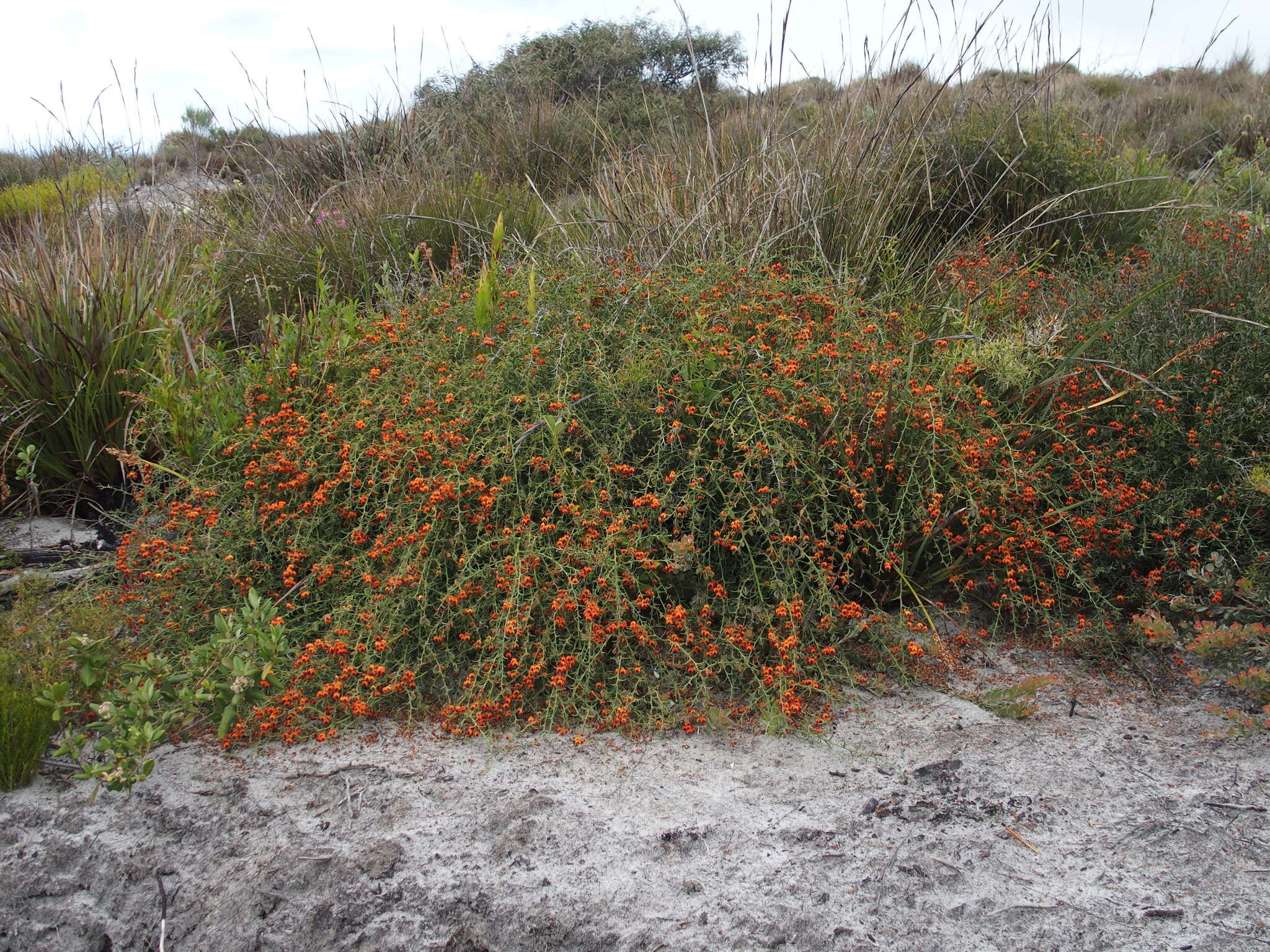 Image of Daviesia incrassata Sm.