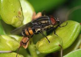 Stomorhina lunata (Fabricius 1805) resmi