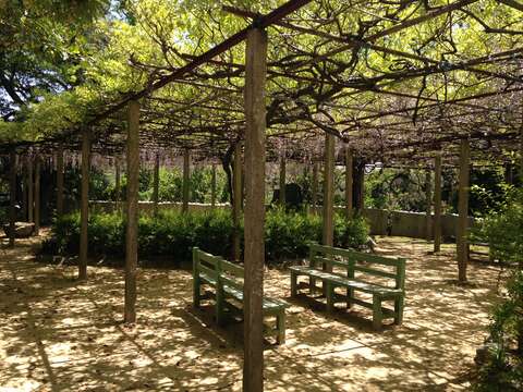 Image of Japanese wisteria