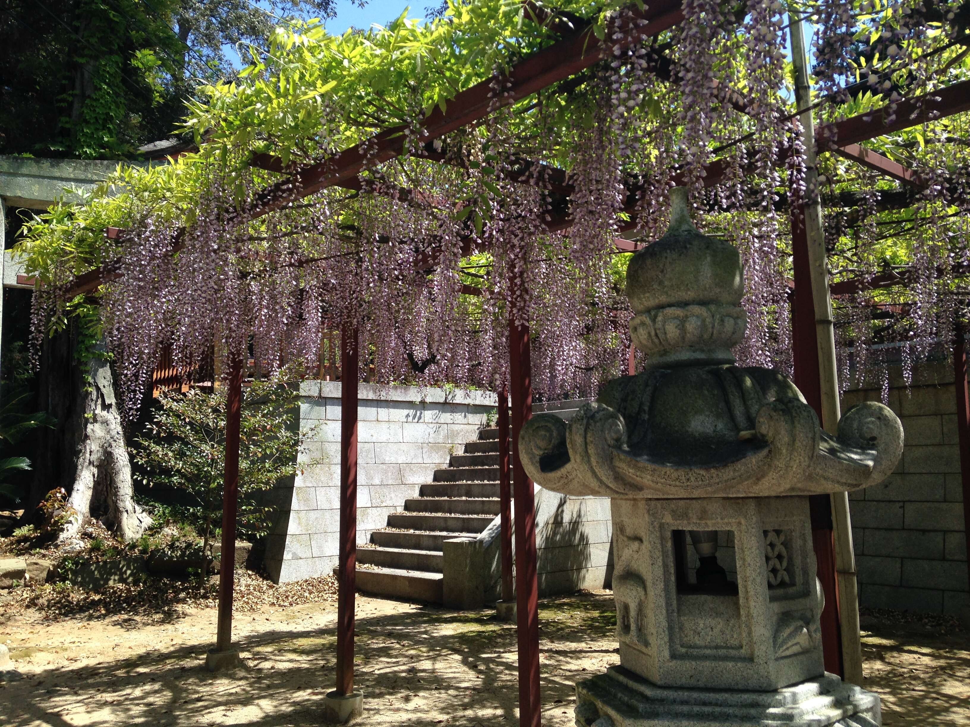 Plancia ëd Wisteria floribunda (Willd.) DC.