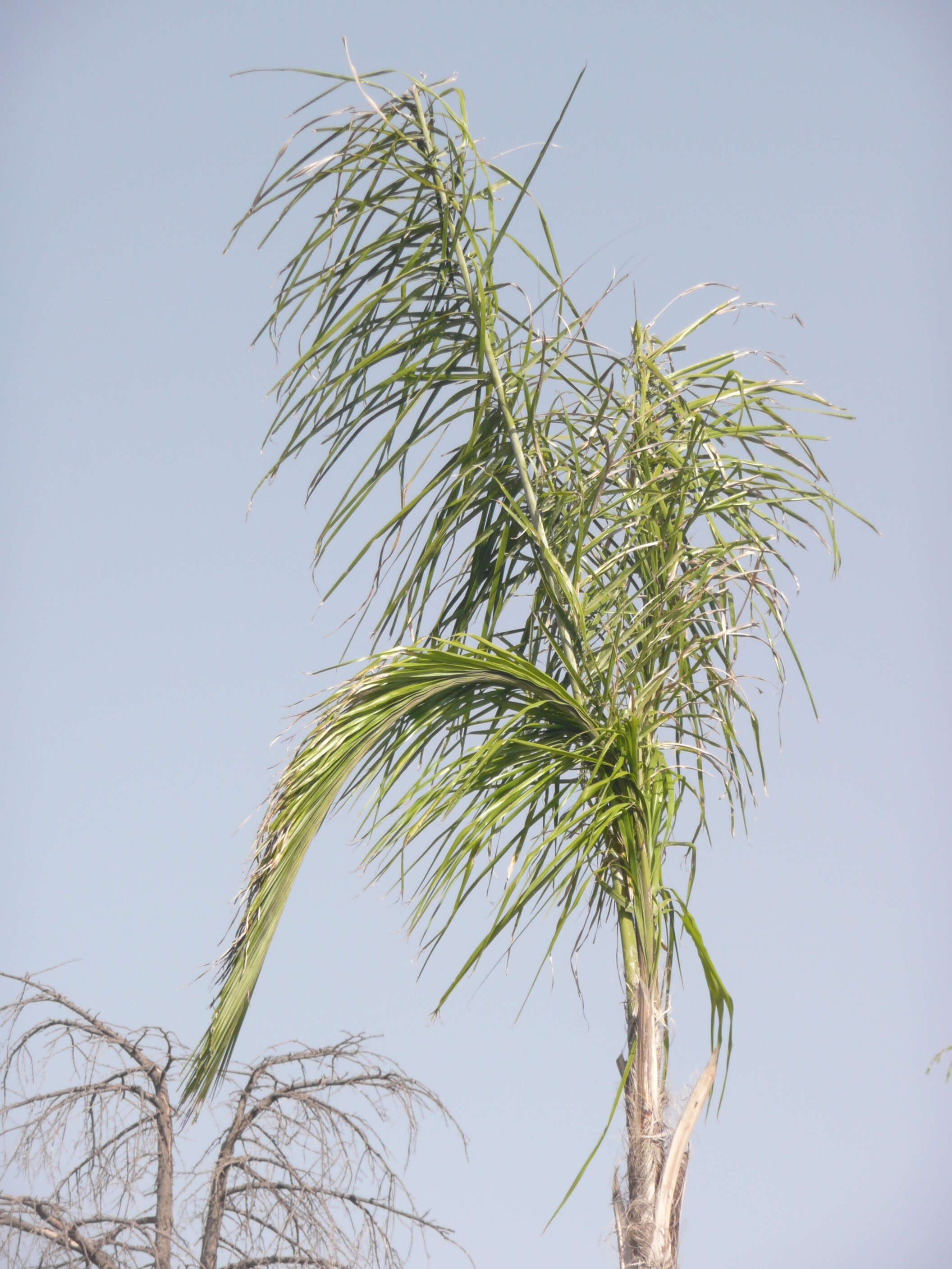 Image of queen palm