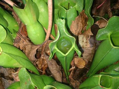 Sivun Sarracenia purpurea var. montana D. E. Schnell & R. O. Determann kuva