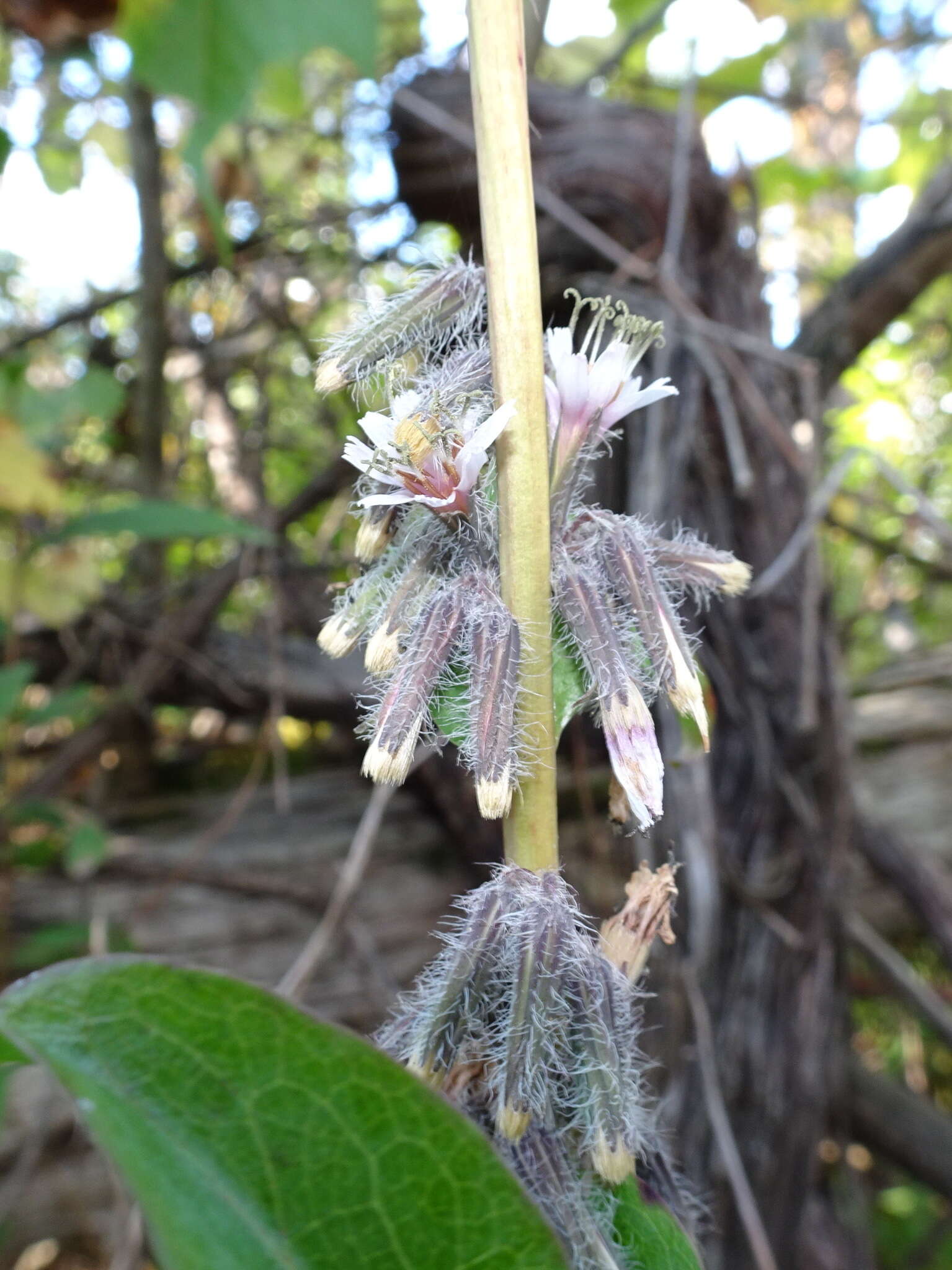 Image of Purple Rattlesnake-Root