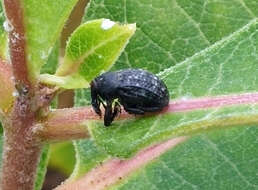 Image of Milkweed Stem Weevil