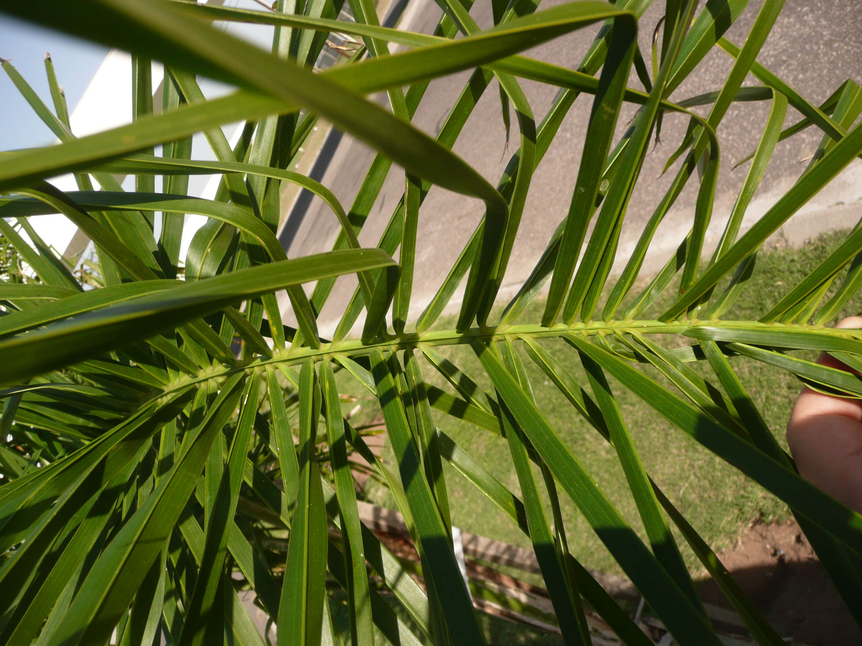 Image of queen palm