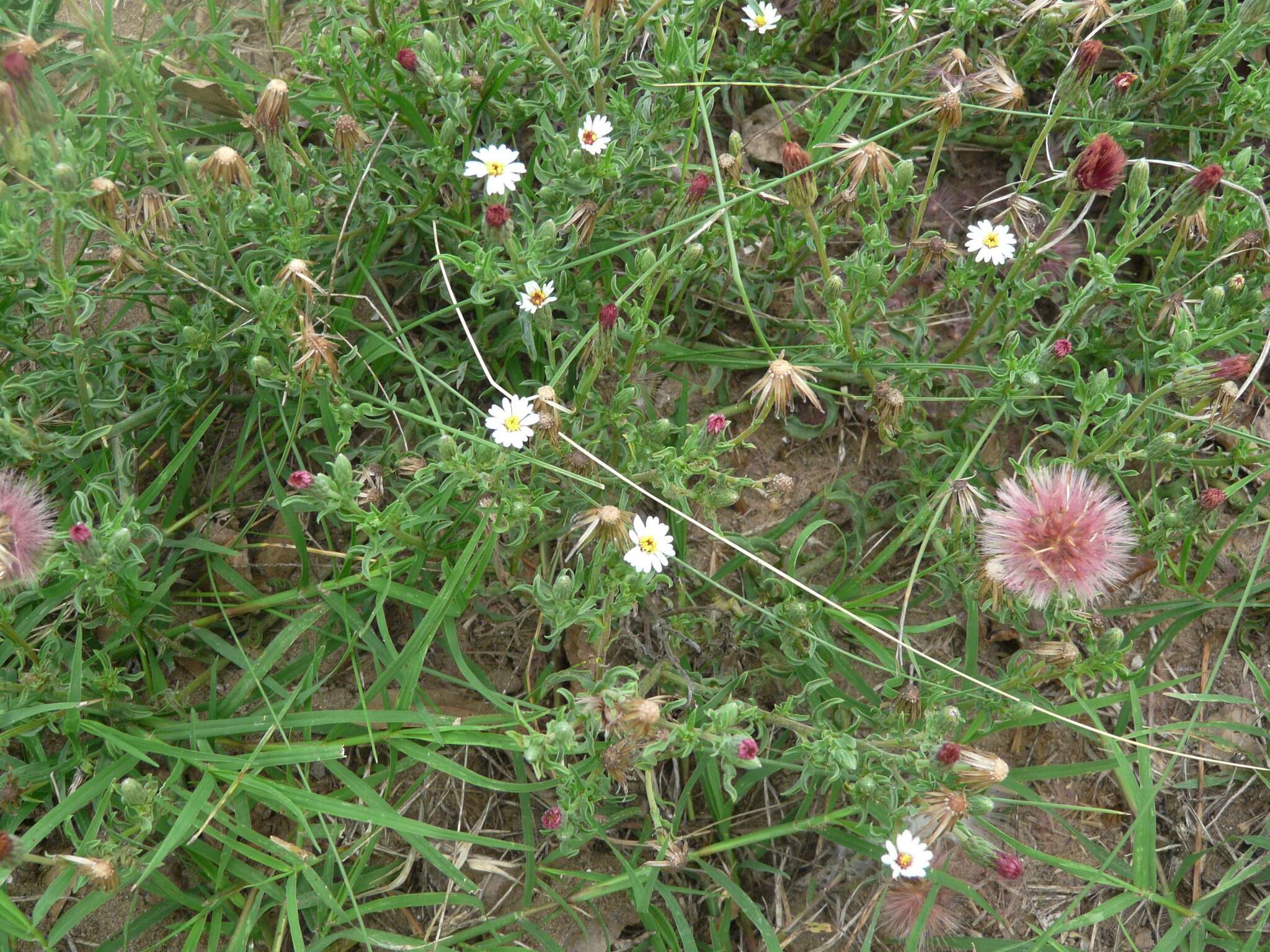 Image of Noticastrum diffusum (Pers.) Cabrera