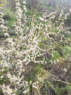 Image of Spiraea aquilegifolia Pall.