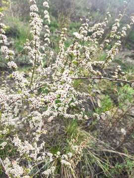 Image of Spiraea aquilegifolia Pall.