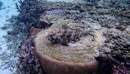 Image of Barred-chest Rock-cod