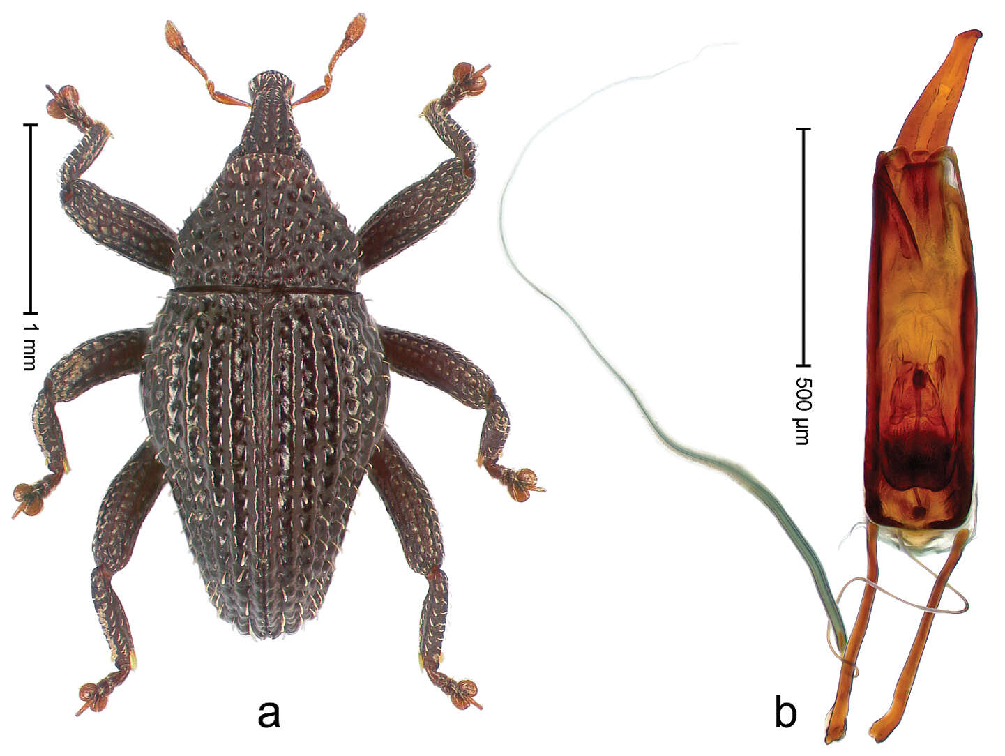 Image of Trigonopterus misellus Riedel 2014