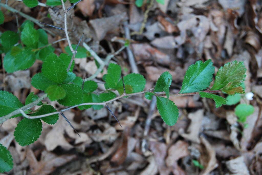 Image of dwarf hawthorn