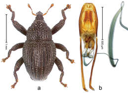 Image of Trigonopterus palawanensis Riedel 2014