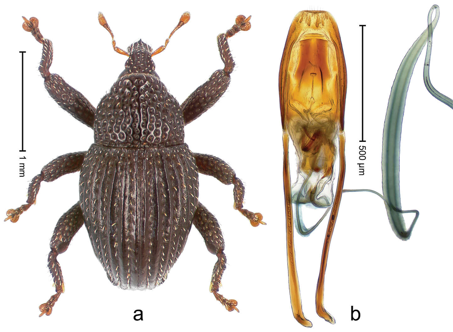 Image of Trigonopterus palawanensis Riedel 2014