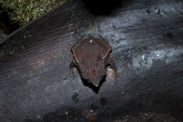 Image of Santa Rita beaked toad