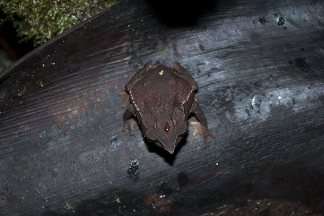 Image of Santa Rita beaked toad