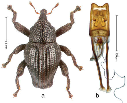 Image of Trigonopterus pangandaranensis Riedel 2014