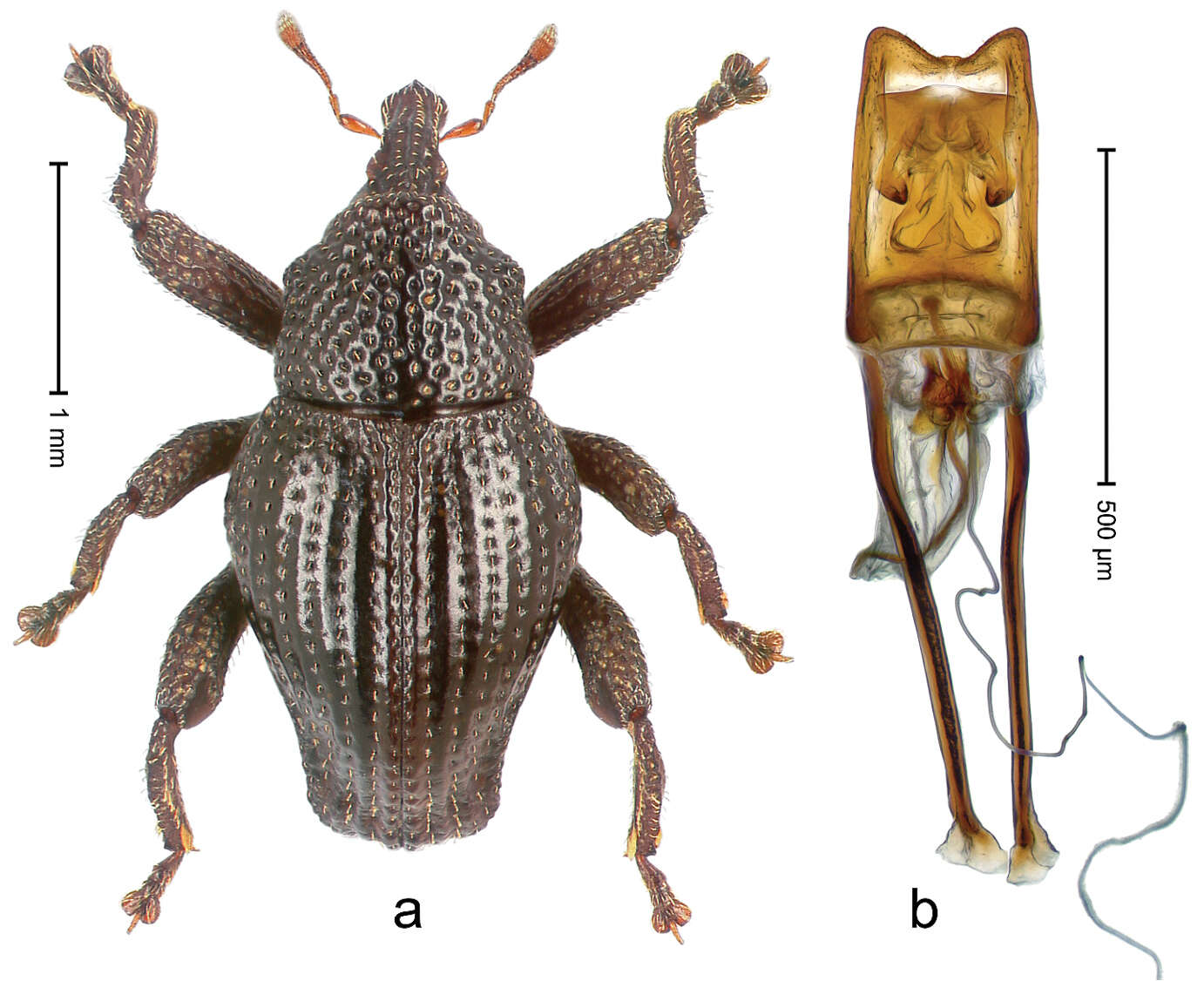 Image of Trigonopterus pangandaranensis Riedel 2014