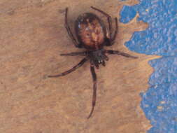 Image of False widow