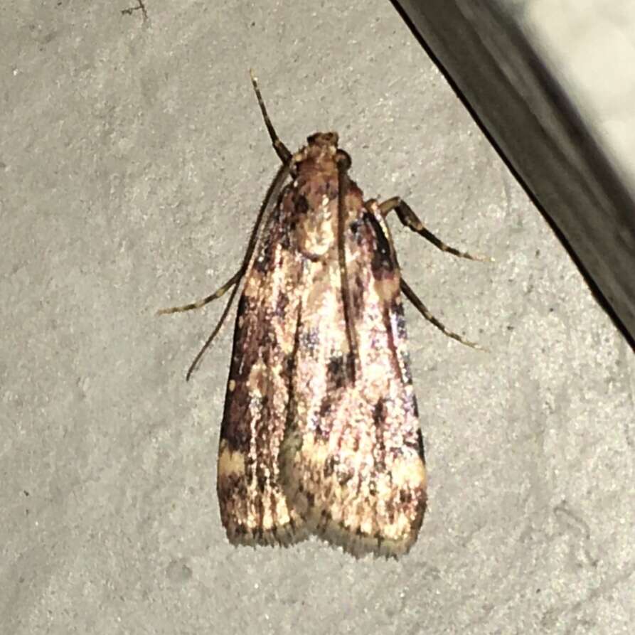 Image of Grease Moth